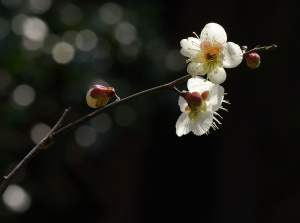 梅 梅