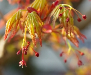 楓の花 楓の花